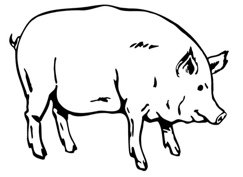 Fise de colorat cu Desenează Porci imprimabil bazic
