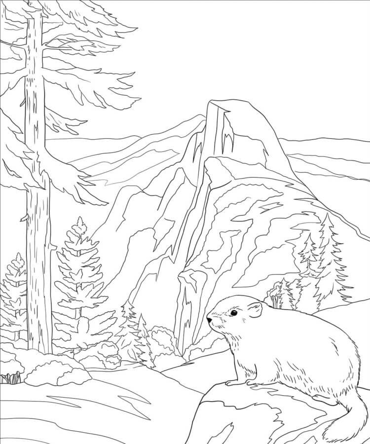 Fise de colorat cu Pădure imprimabil gratuit pentru copii