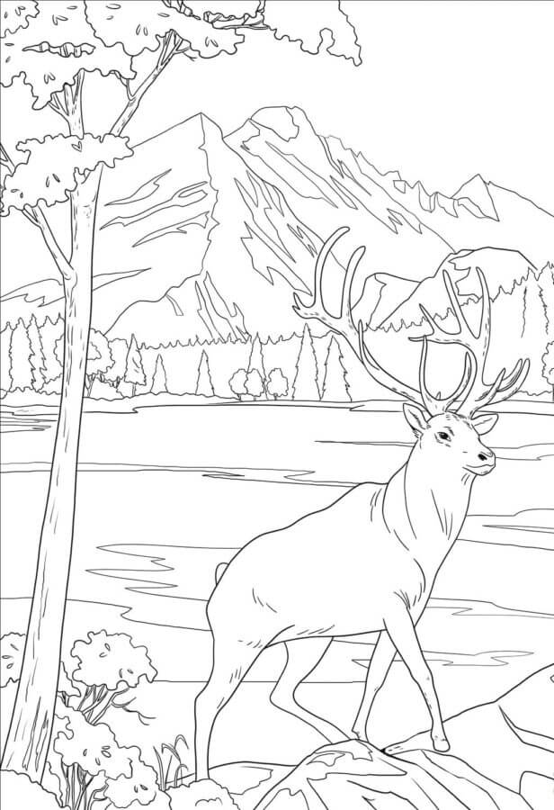 Fise de colorat cu Pădure imprimabil pentru copii