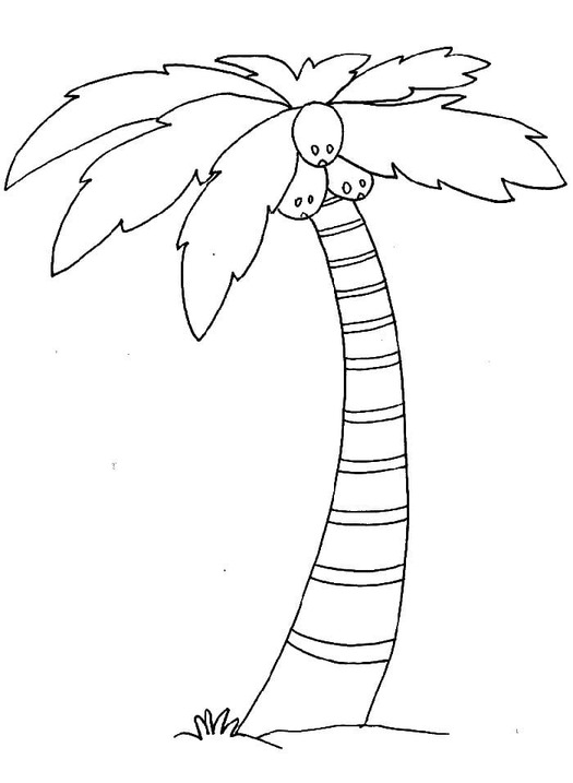 Fise de colorat cu Palmier gratuit simplu
