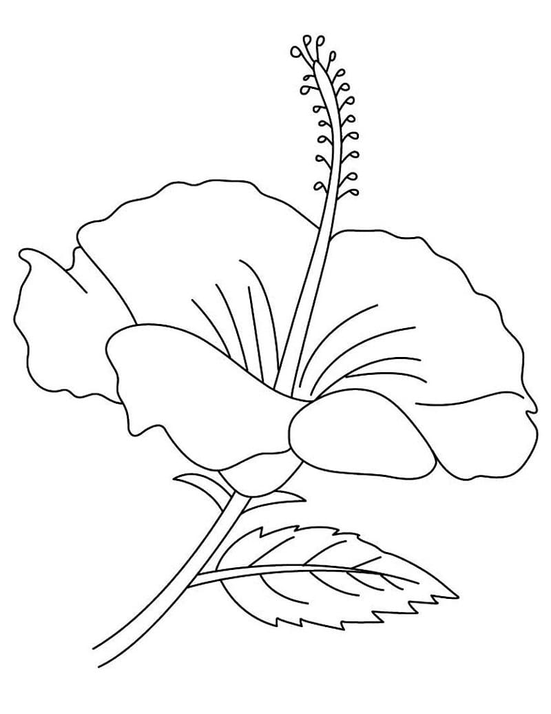 Fise de colorat cu Desenează Hibiscus bazic