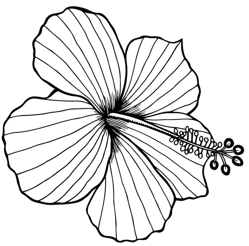 Fise de colorat cu Desenează Hibiscus imprimabil bazic