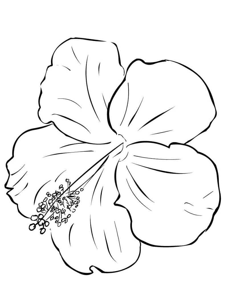 Fise de colorat cu Desenează Hibiscus imprimabil gratuit bazic