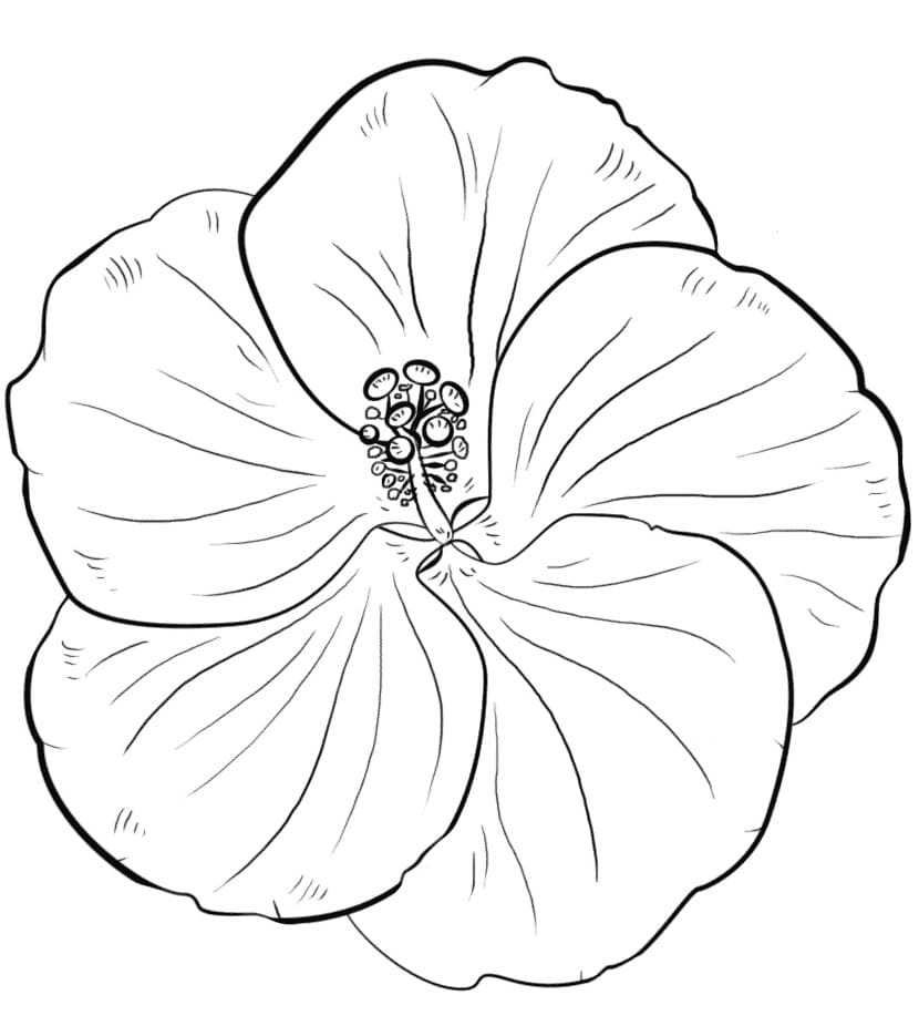 Fise de colorat cu Desenează Hibiscus pentru copii