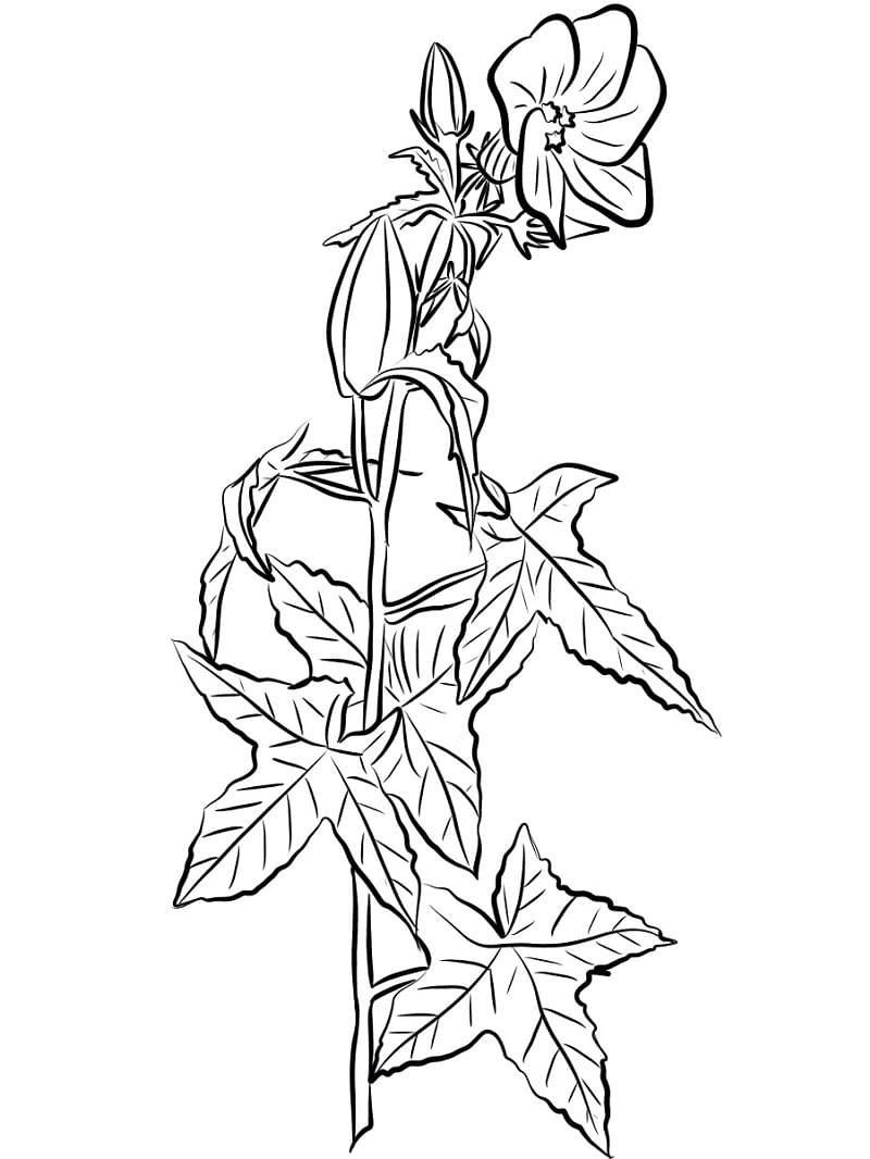 Fise de colorat cu Desenează Hibiscus simplu