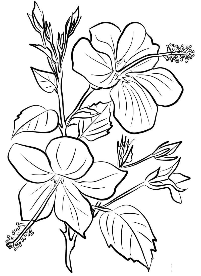 Fise de colorat cu Hibiscus gratuit pentru copii