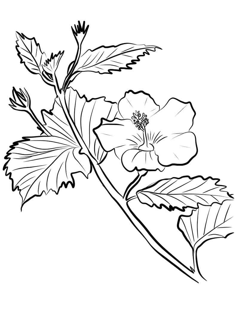 Fise de colorat cu Hibiscus gratuit uşor