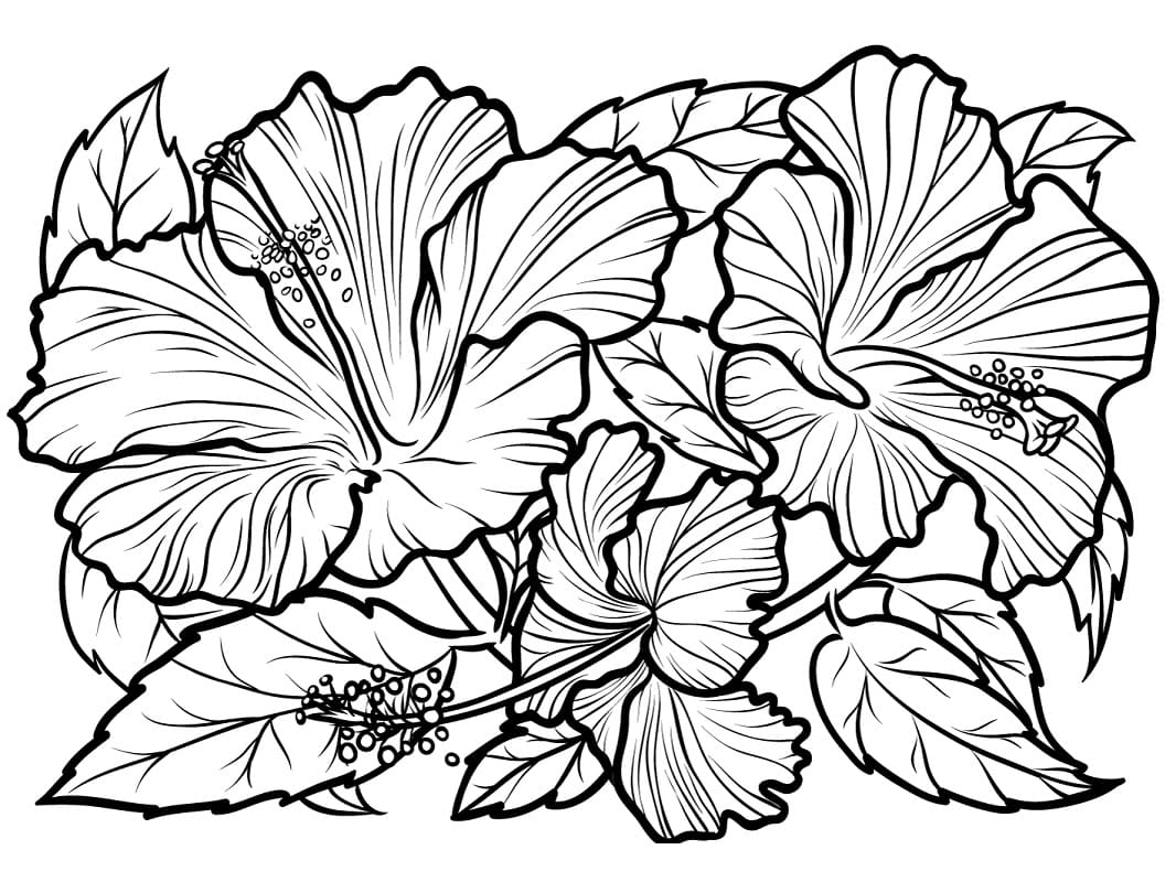 Fise de colorat cu Hibiscus gratuit
