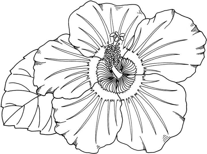 Fise de colorat cu Hibiscus imprimabil gratuit uşor