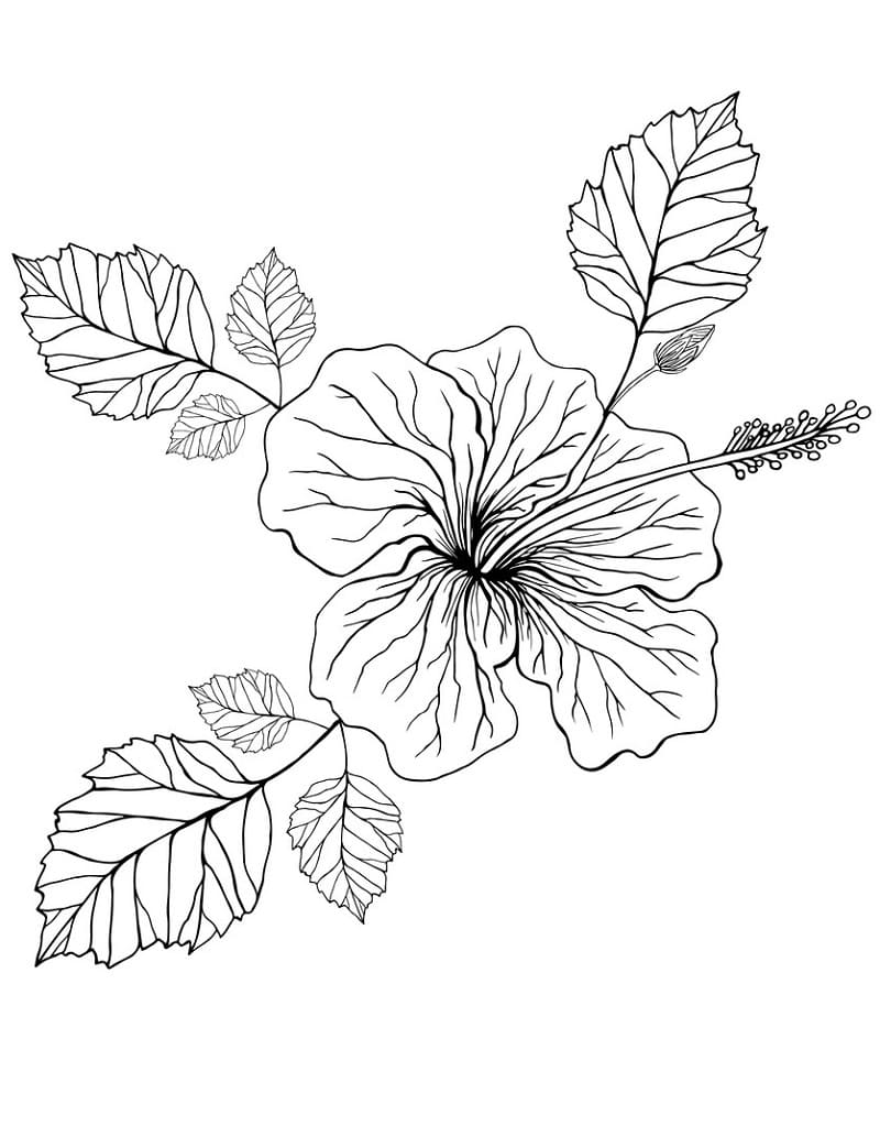 Fise de colorat cu Hibiscus imprimabil pentru copii