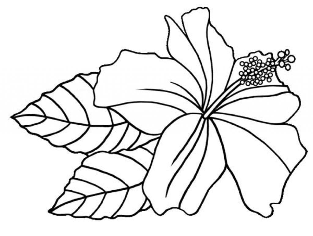 Fise de colorat cu Hibiscus imprimabil uşor