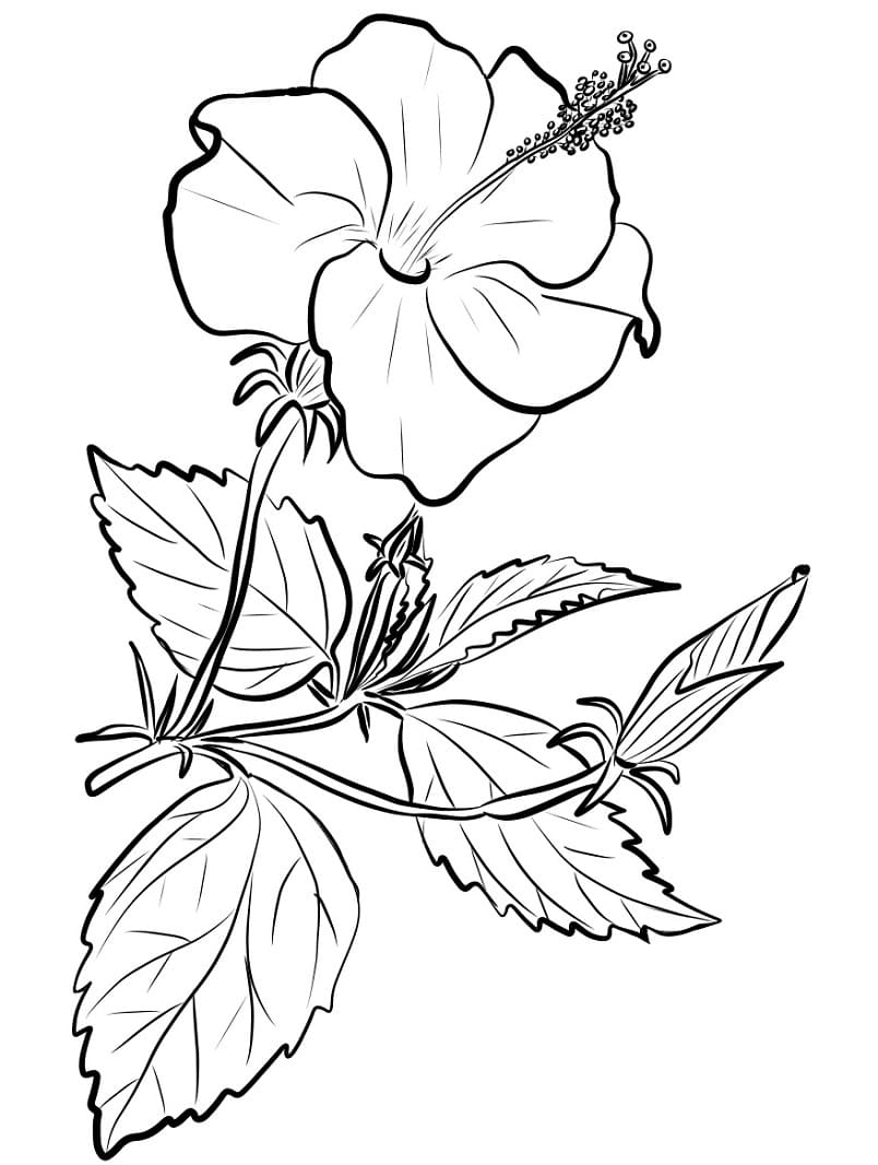 Fise de colorat cu Hibiscus imprimabil