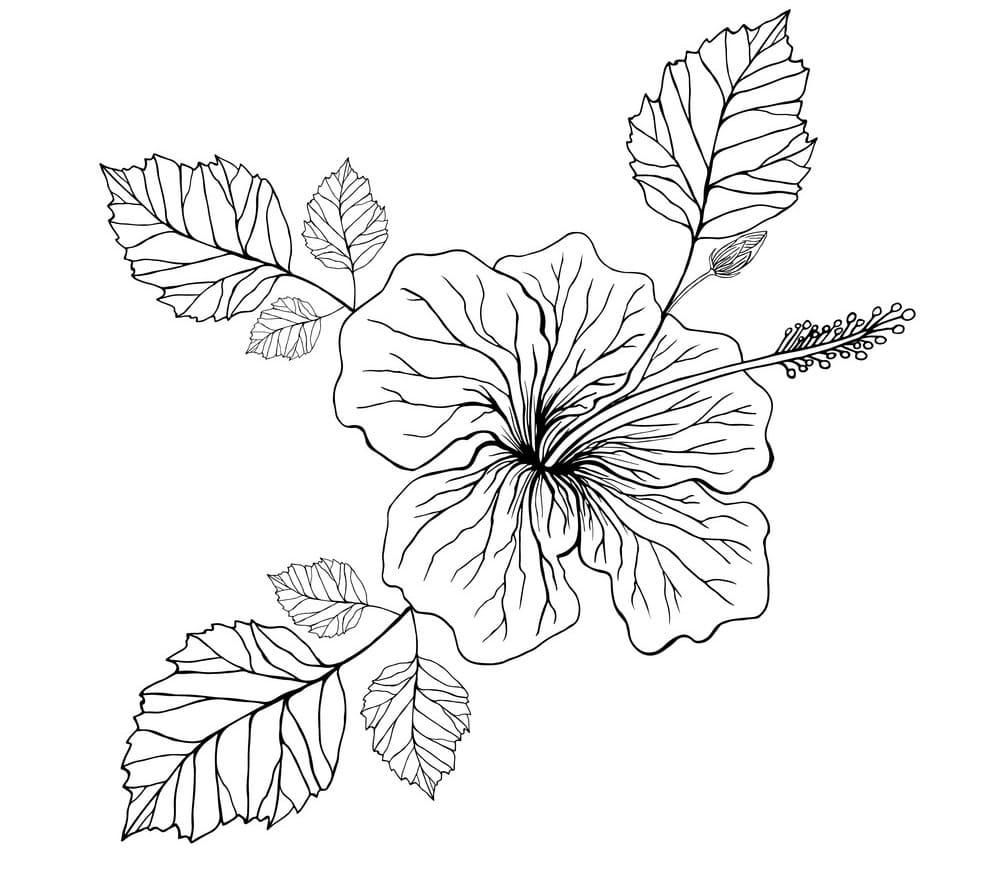 Fise de colorat cu Hibiscus pentru copii