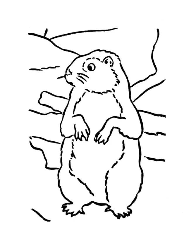Fise de colorat cu Desenează Marmota bazic la copii