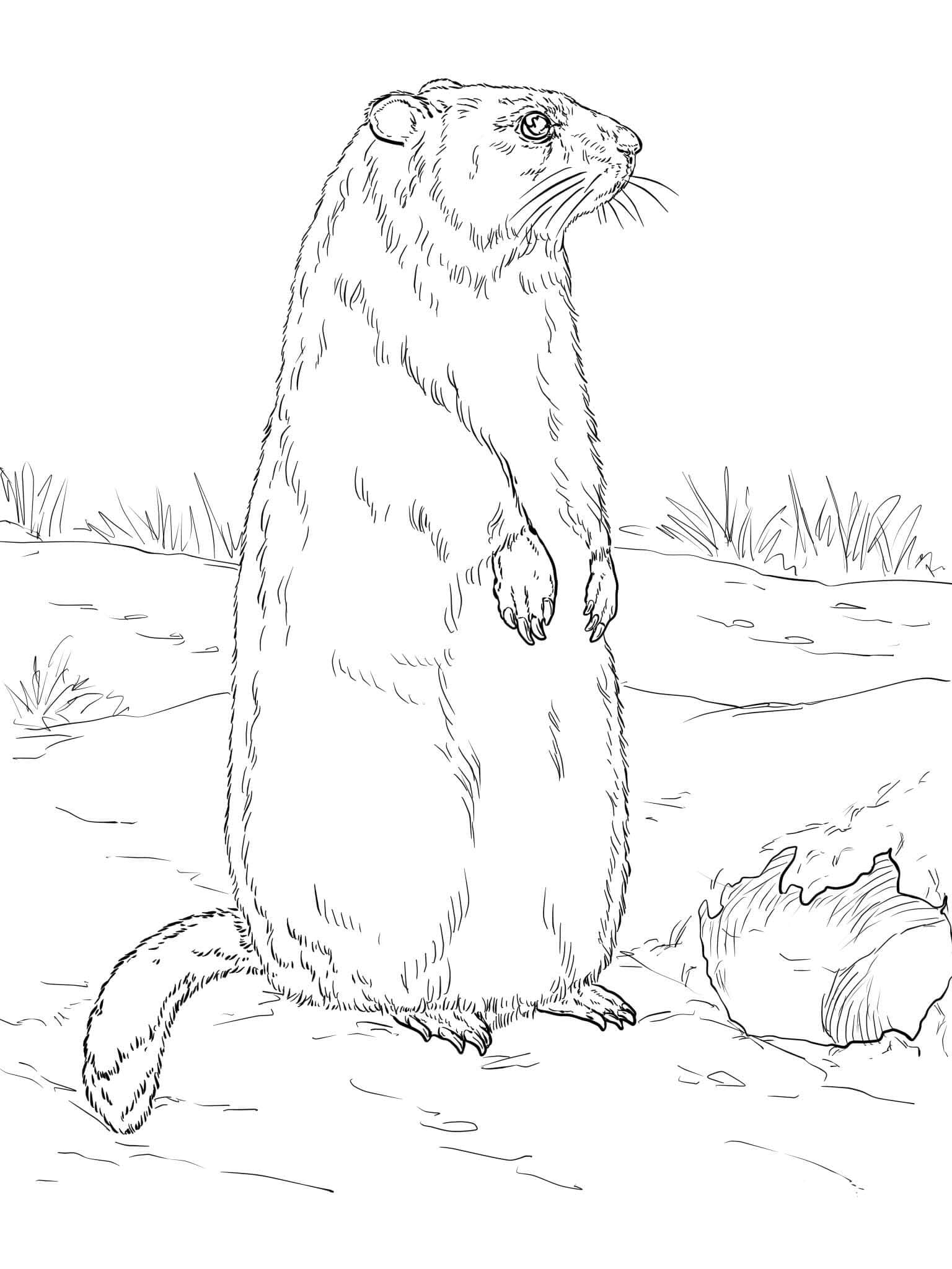 Fise de colorat cu Desenează Marmota bazic