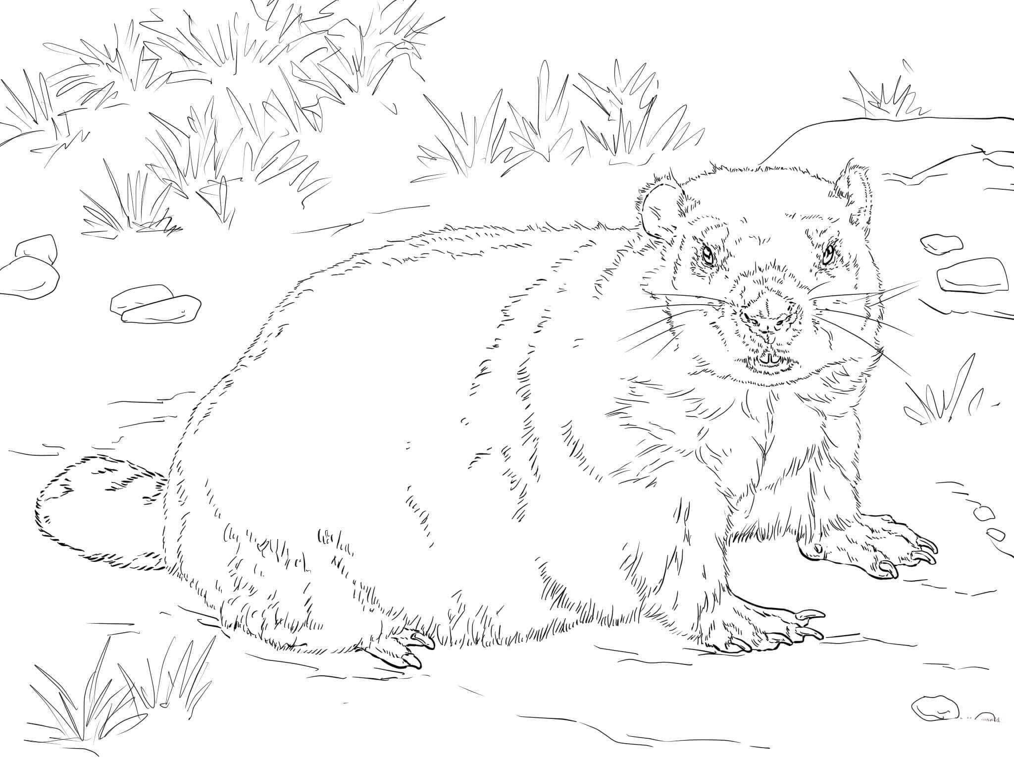 Fise de colorat cu Desenează Marmota gratuit uşor