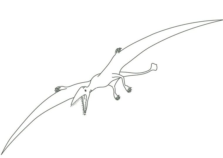Fise de colorat cu Desenează Pterodactil imprimabil gratuit simplu