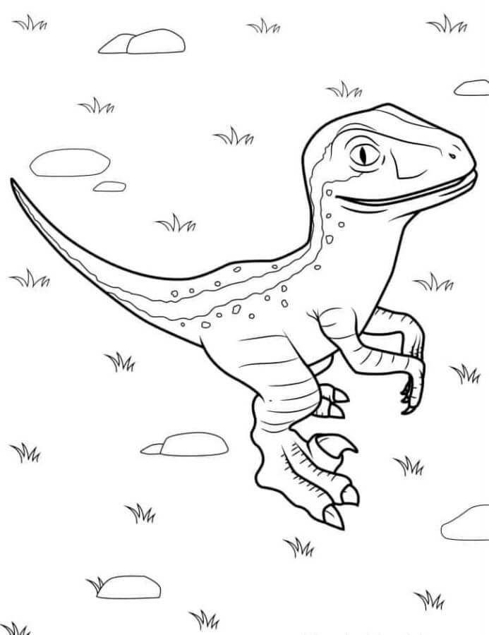 Fise de colorat cu Desenează Velociraptor imprimabil gratuit uşor