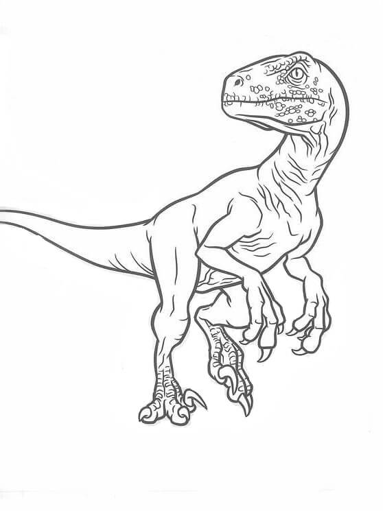 Fise de colorat cu Desenează Velociraptor pentru copii