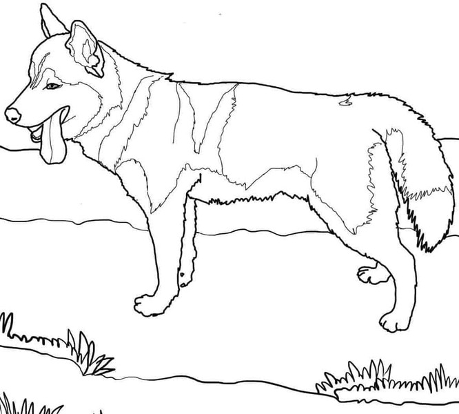 Fise de colorat cu Desenează Husky gratuit simplu