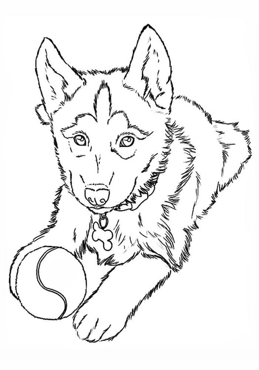 Fise de colorat cu Desenează Husky gratuit uşor