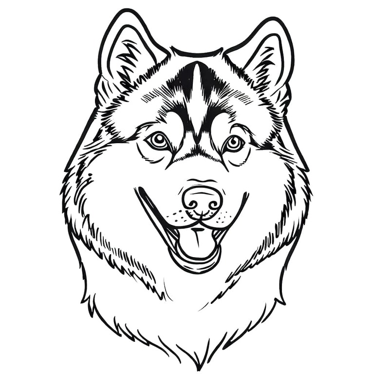 Fise de colorat cu Desenează Husky imprimabil gratuit bazic