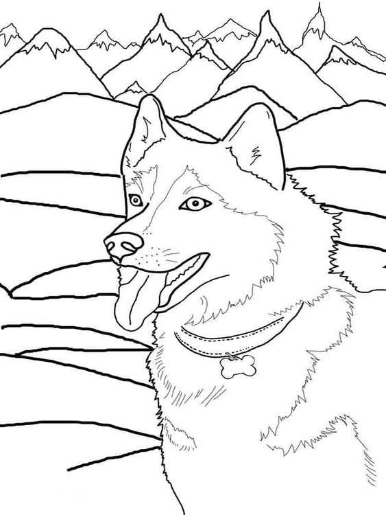 Fise de colorat cu Desenează Husky simplu