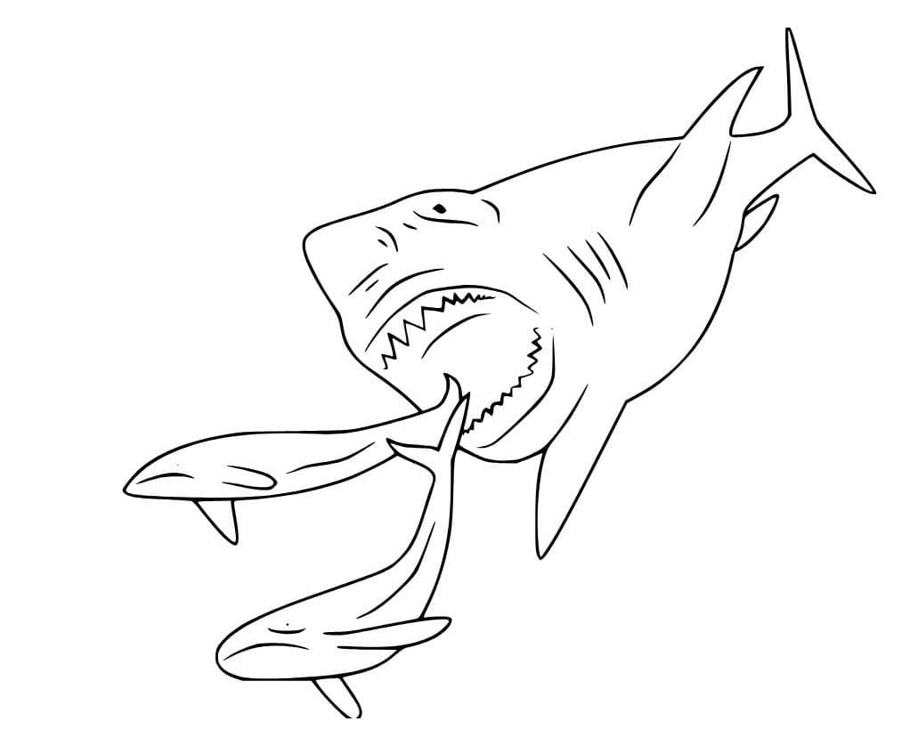 Fise de colorat cu Desenează Megalodon uşor la copii