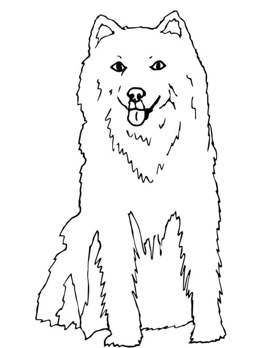 Fise de colorat cu Husky gratuit bazic