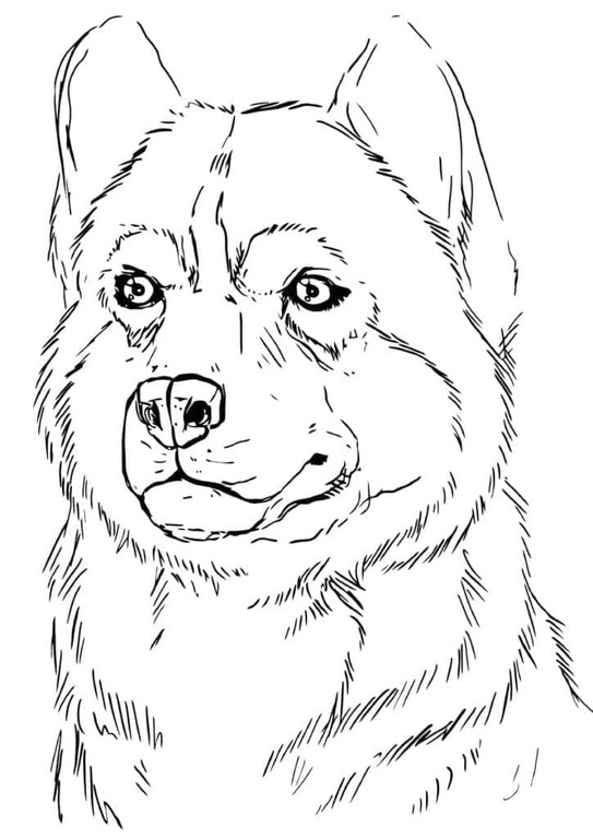 Fise de colorat cu Husky gratuit uşor