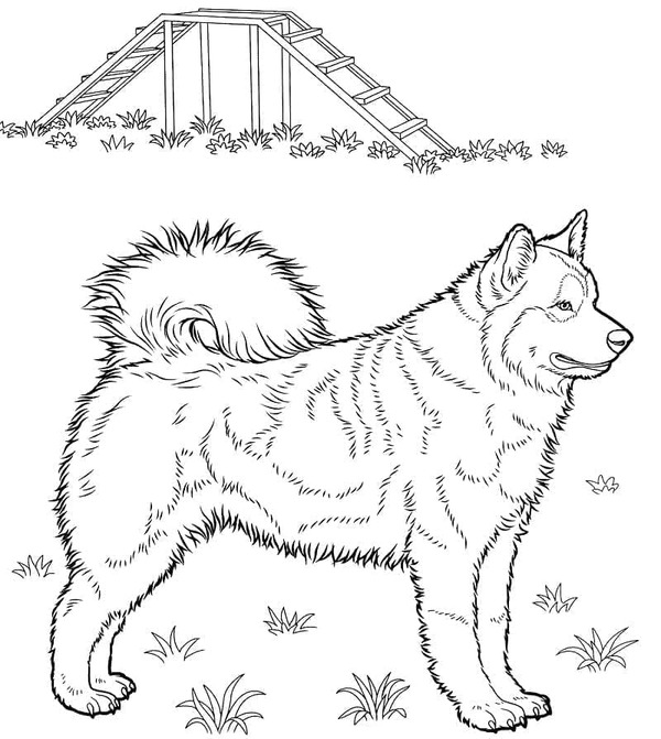 Fise de colorat cu Husky imprimabil gratuit simplu