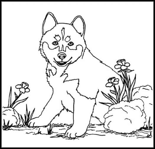 Fise de colorat cu Husky imprimabil uşor