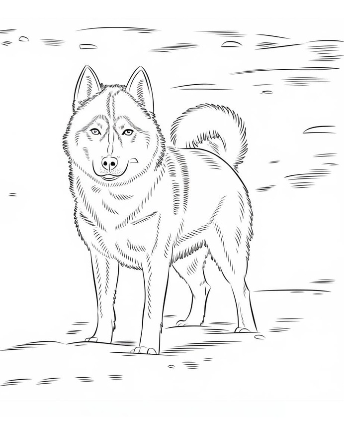Fise de colorat cu Husky simplu la copii