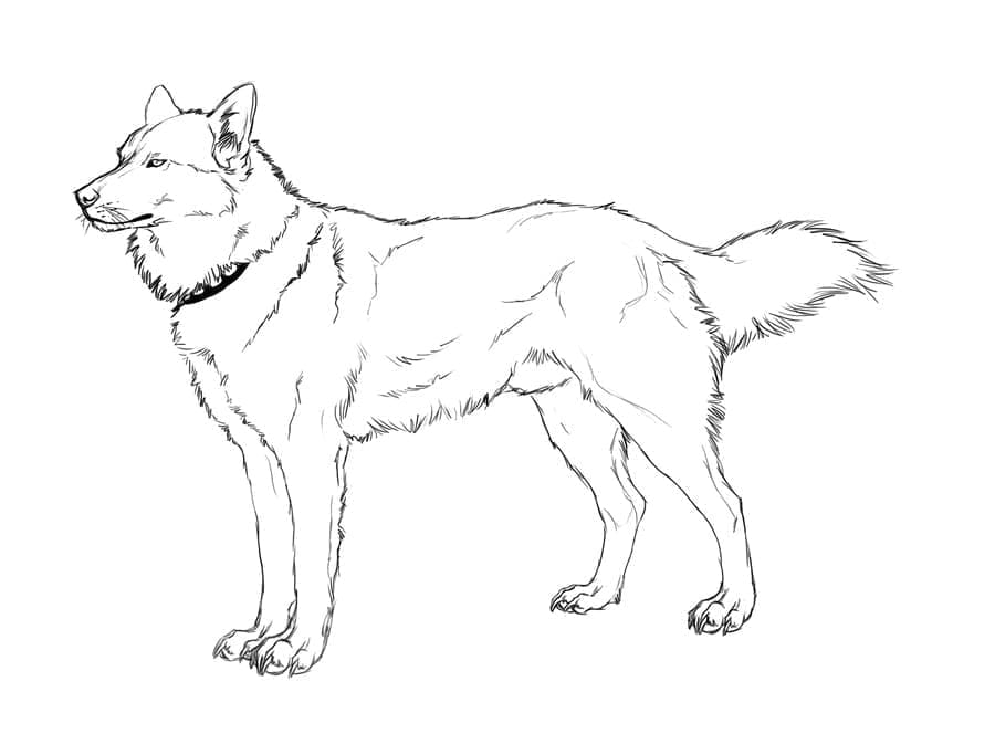 Fise de colorat cu Husky uşor la copii