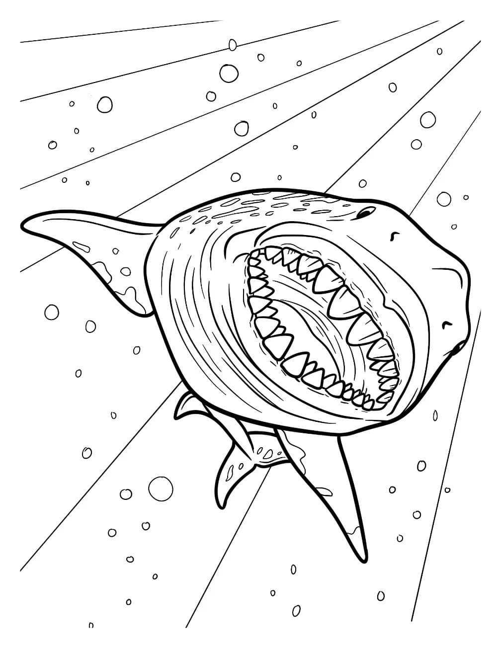 Fise de colorat cu Megalodon gratuit bazic