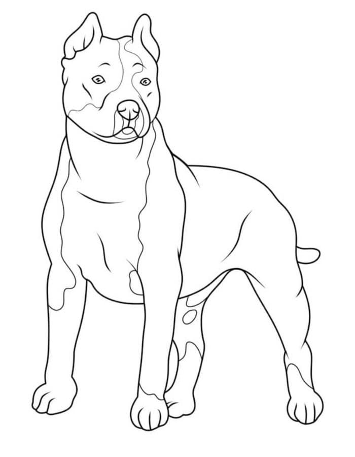 Fise de colorat cu Desenează Pitbull bazic la copii