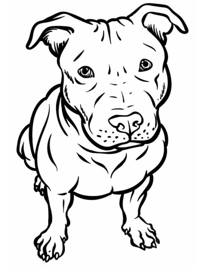 Fise de colorat cu Desenează Pitbull bazic