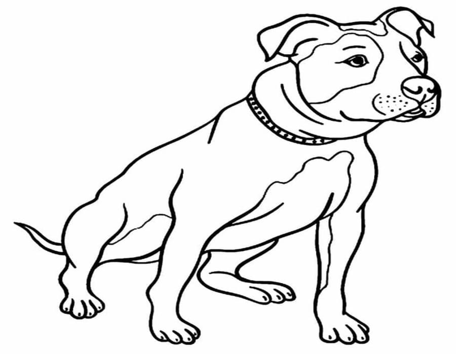 Fise de colorat cu Desenează Pitbull gratuit pentru copii