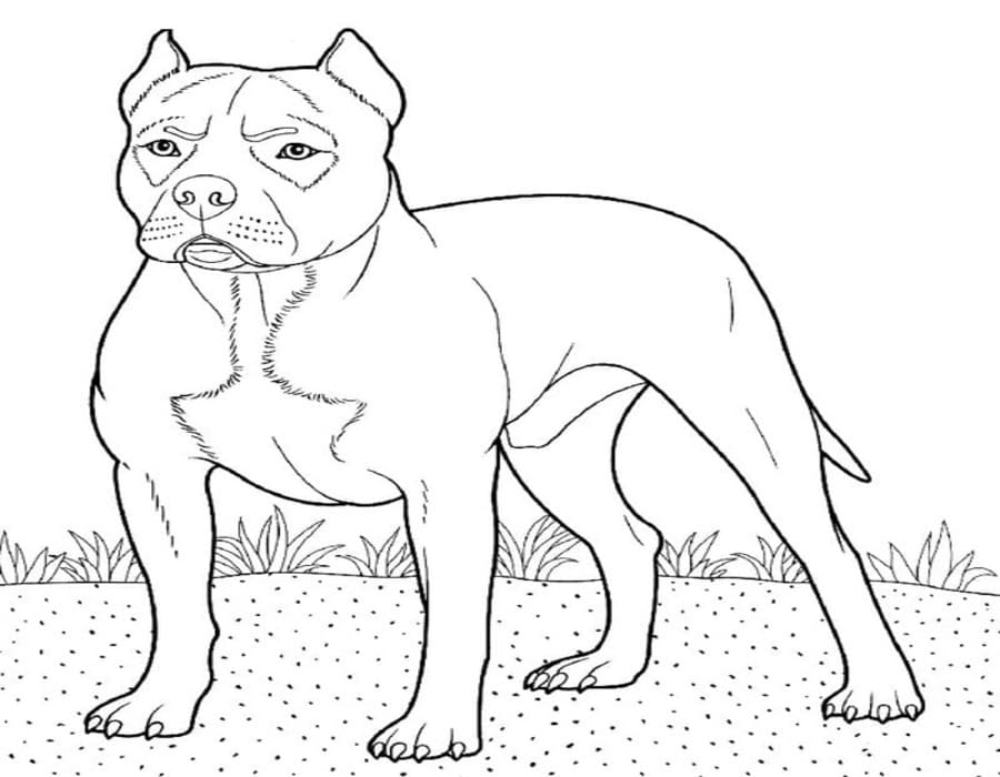 Fise de colorat cu Desenează Pitbull gratuit