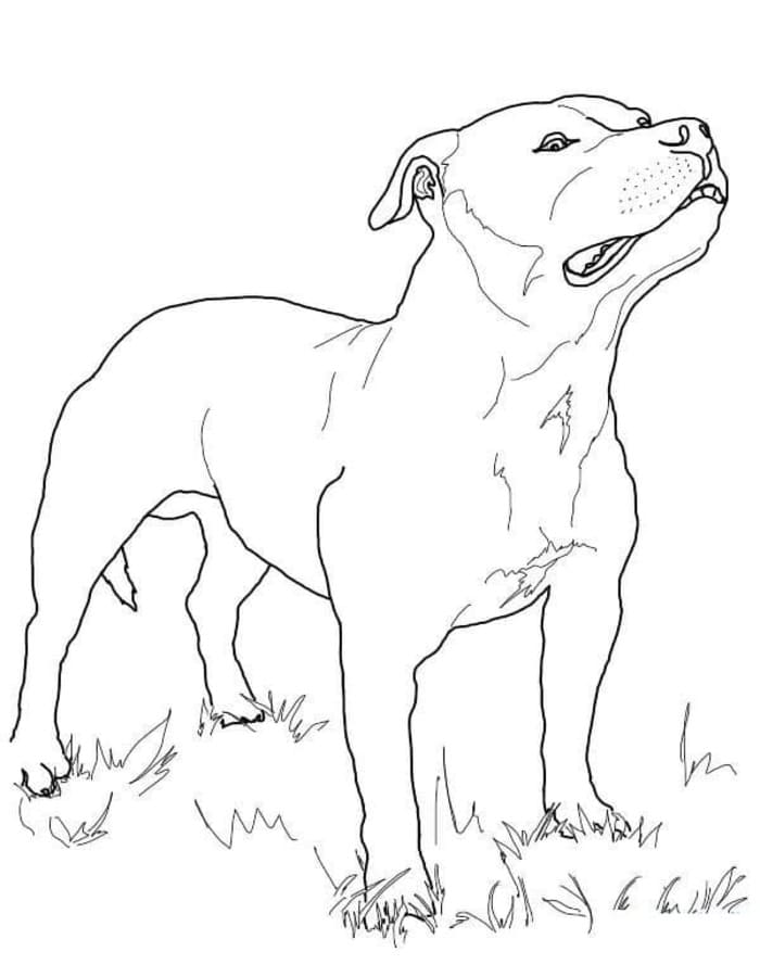Fise de colorat cu Desenează Pitbull imprimabil gratuit simplu