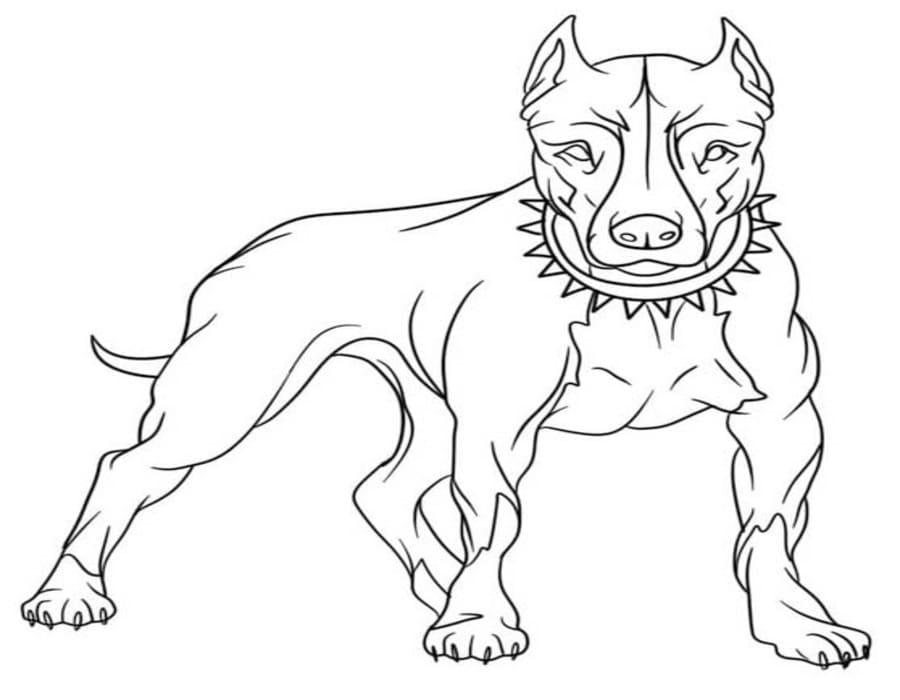 Fise de colorat cu Desenează Pitbull imprimabil simplu