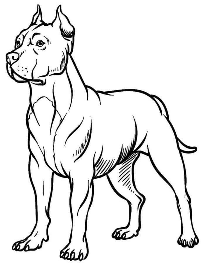 Fise de colorat cu Desenează Pitbull imprimabil