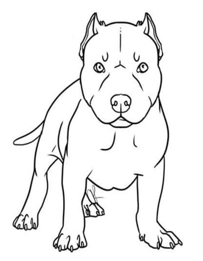 Fise de colorat cu Desenează Pitbull la copii