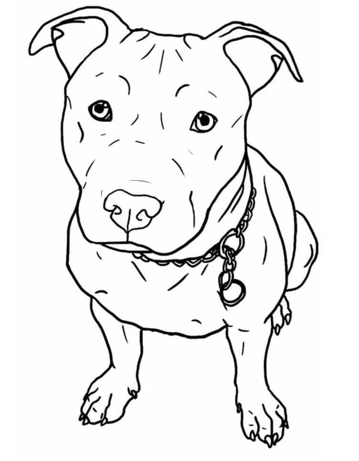 Fise de colorat cu Desenează Pitbull pentru copii