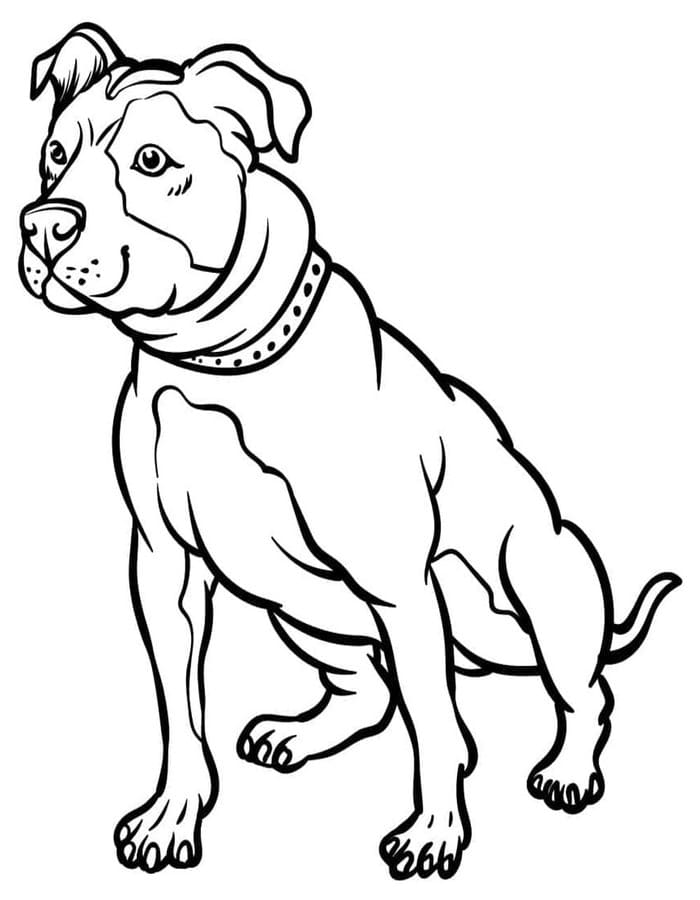 Fise de colorat cu Desenează Pitbull simplu