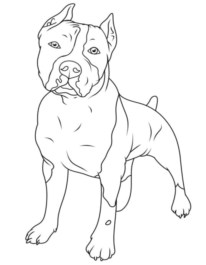Fise de colorat cu Pitbull bazic la copii