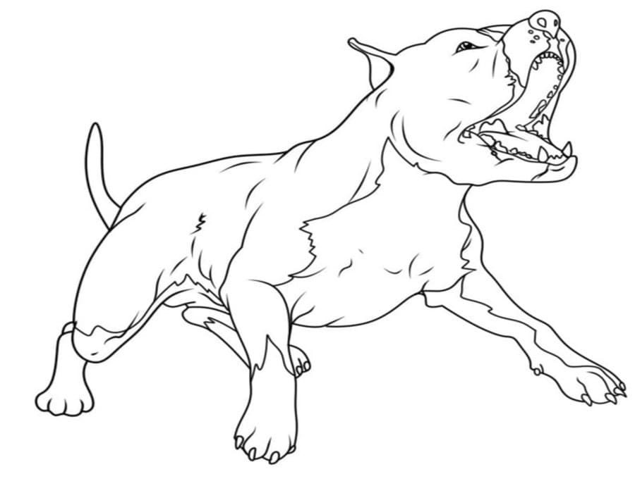 Fise de colorat cu Pitbull gratuit bazic