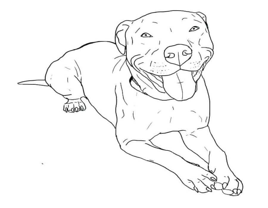 Fise de colorat cu Pitbull gratuit simplu