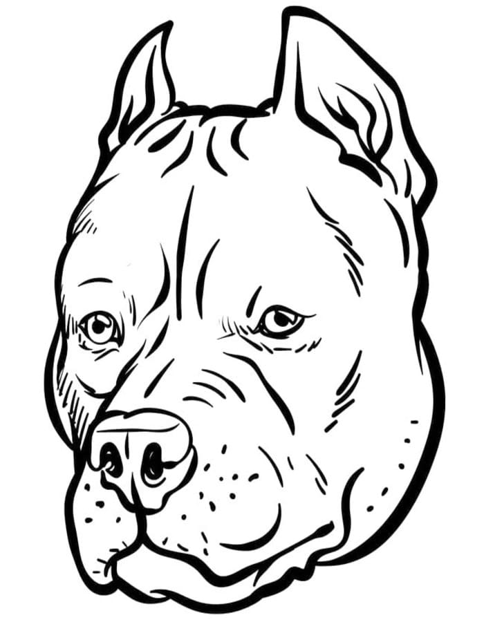 Fise de colorat cu Pitbull imprimabil gratuit bazic