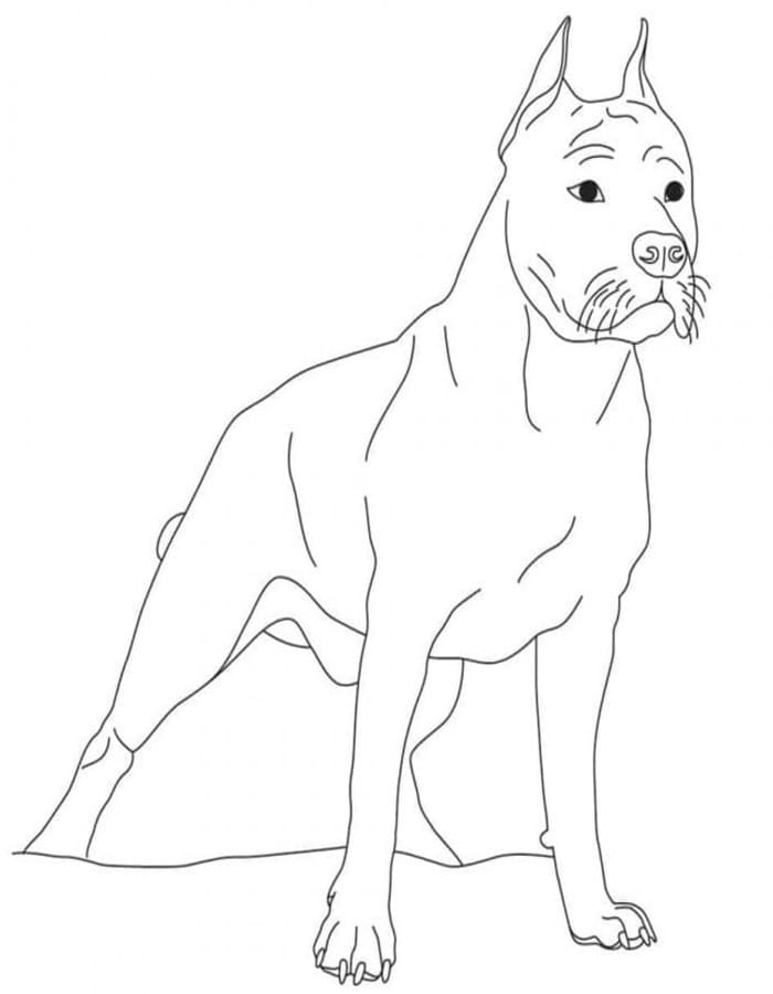 Fise de colorat cu Pitbull imprimabil gratuit simplu